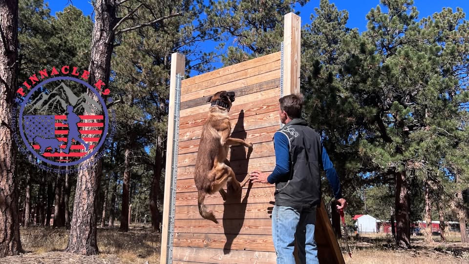 Trainer and dog working at the outdoor training wall.