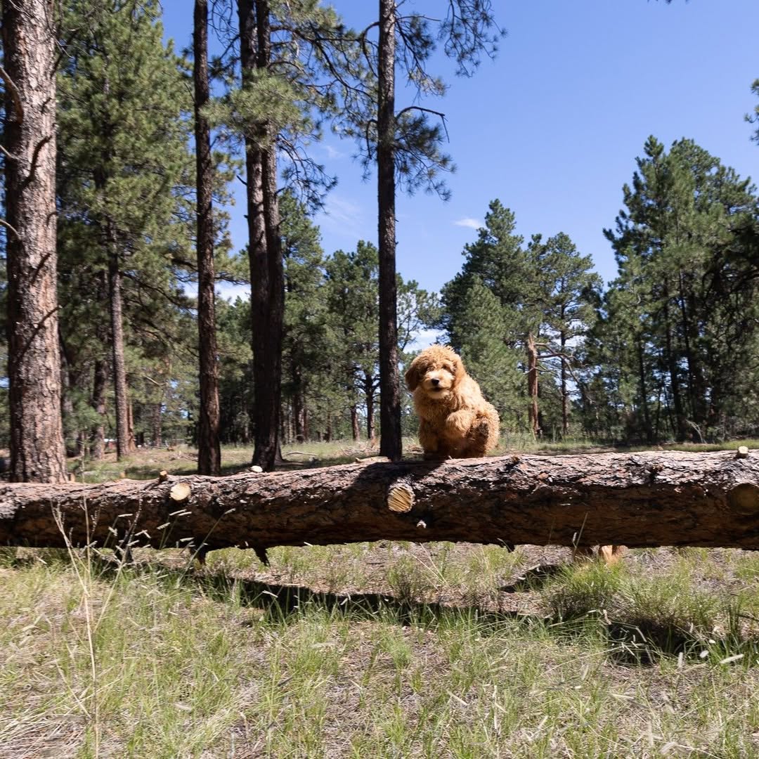 Dog standing on a fallen log in the pine woods.
