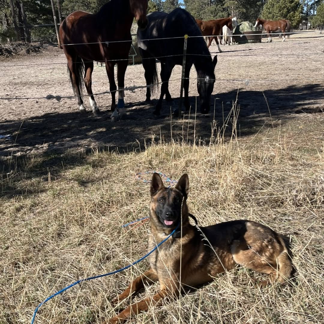 Dog near horses in the open pasture.