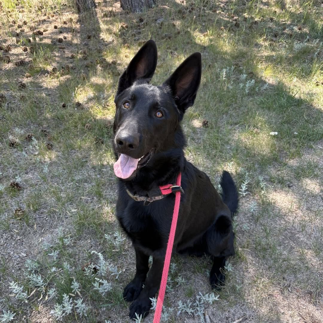 German Shepherd walking through the pine woods.