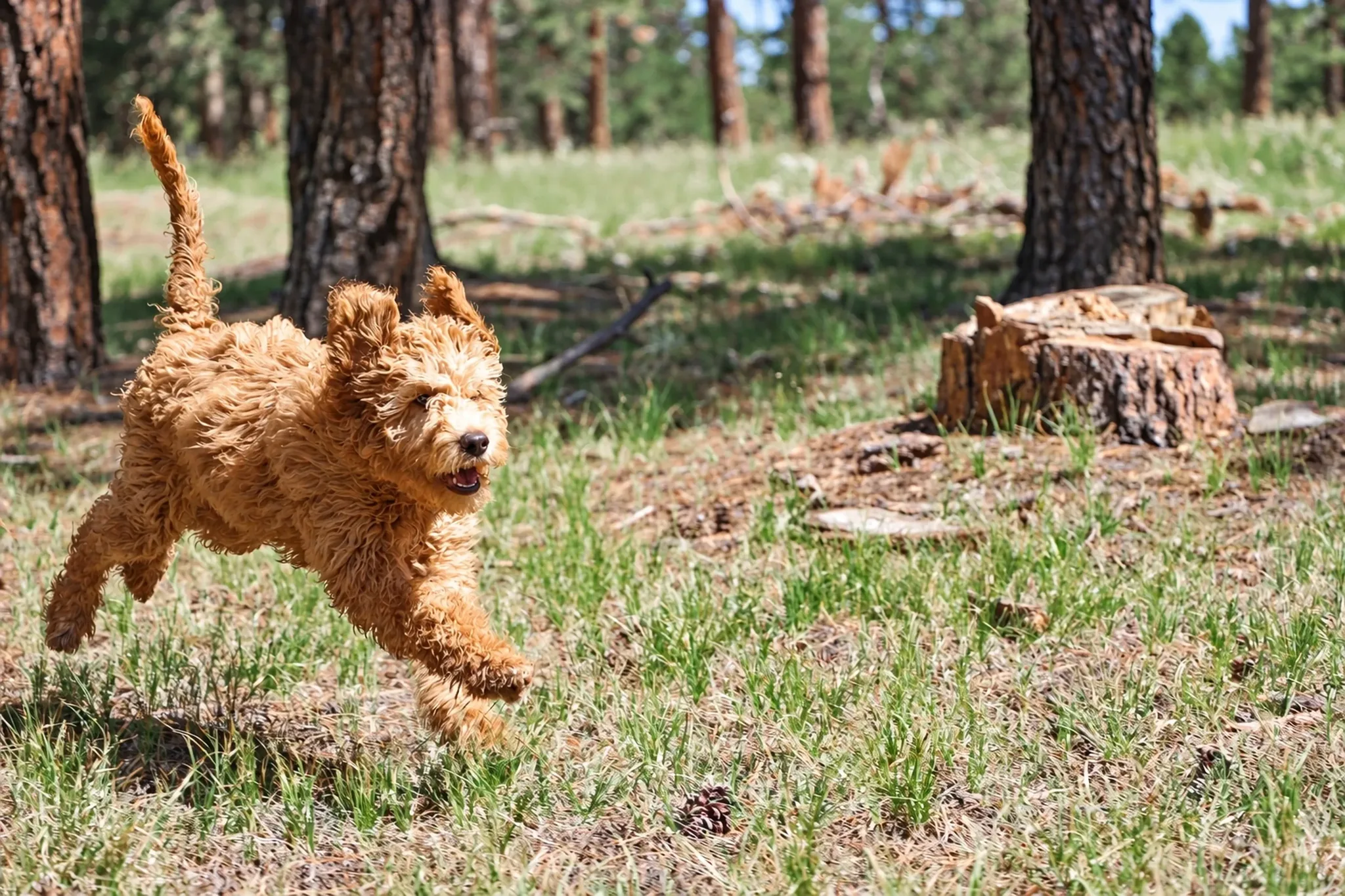 Dog In Pine Woods at Pinnacle K9.