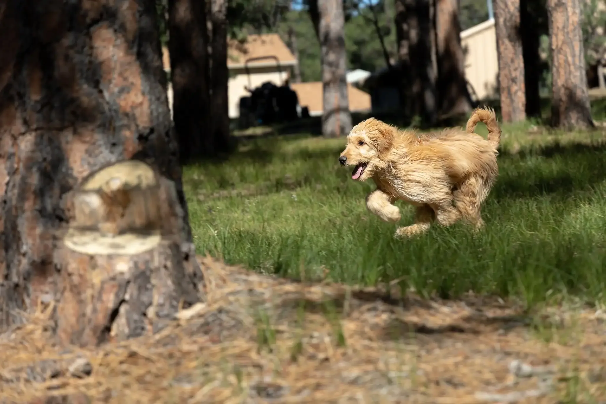 Dog Running In Woods at Pinnacle K9.