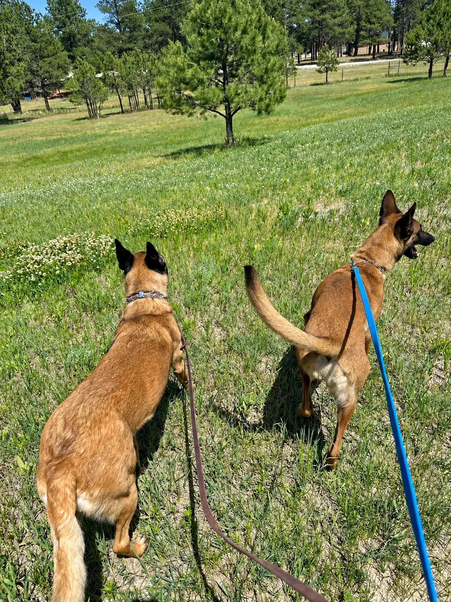 Dogs On Pine Property at Pinnacle K9.