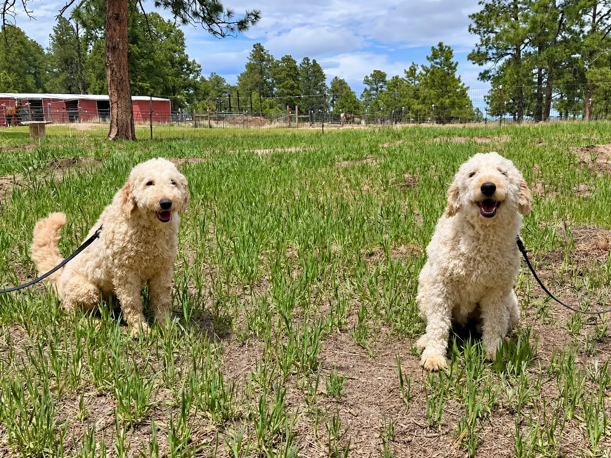 Two fluffy dogs standing in an open grassy pasture.