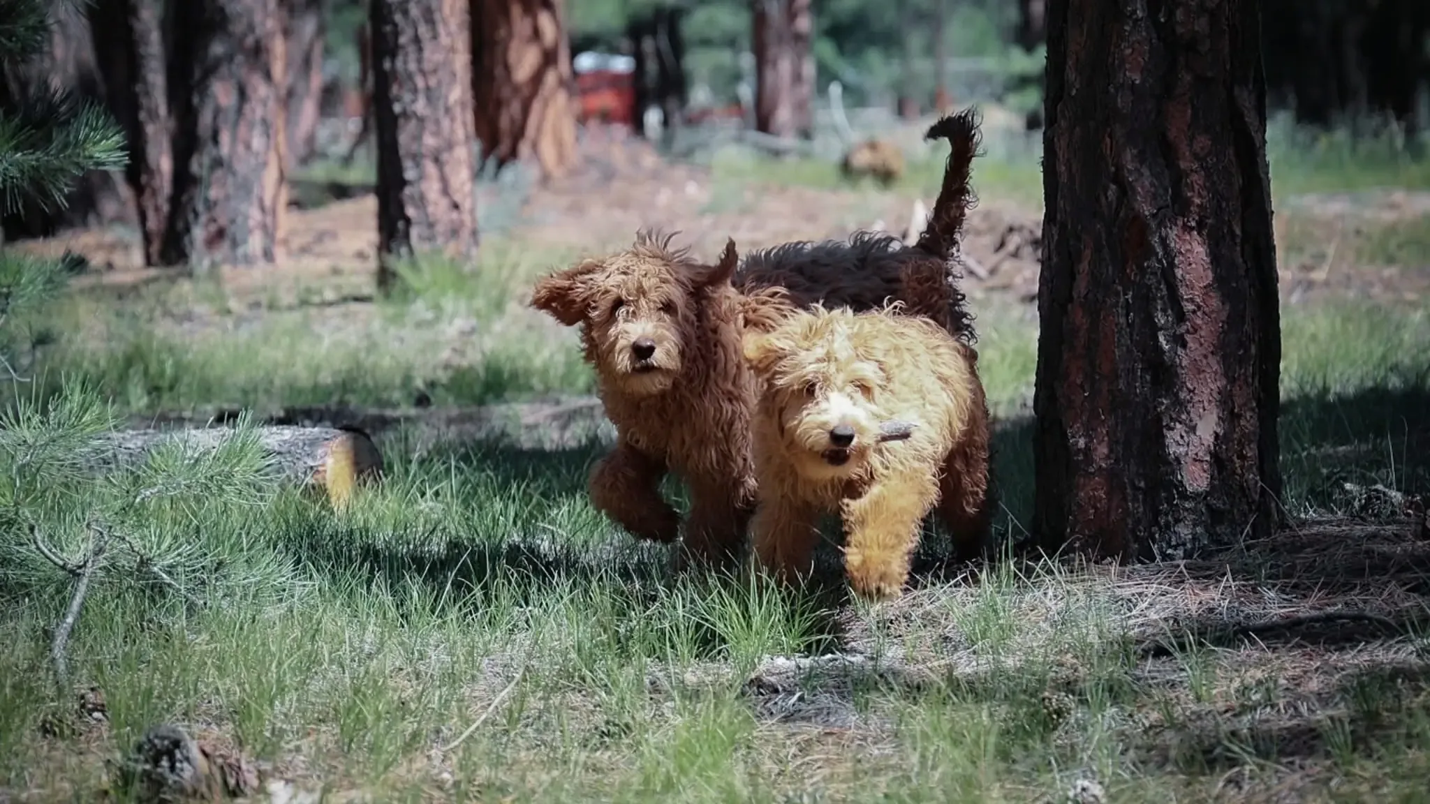 Dogs Playing In Woods at Pinnacle K9.