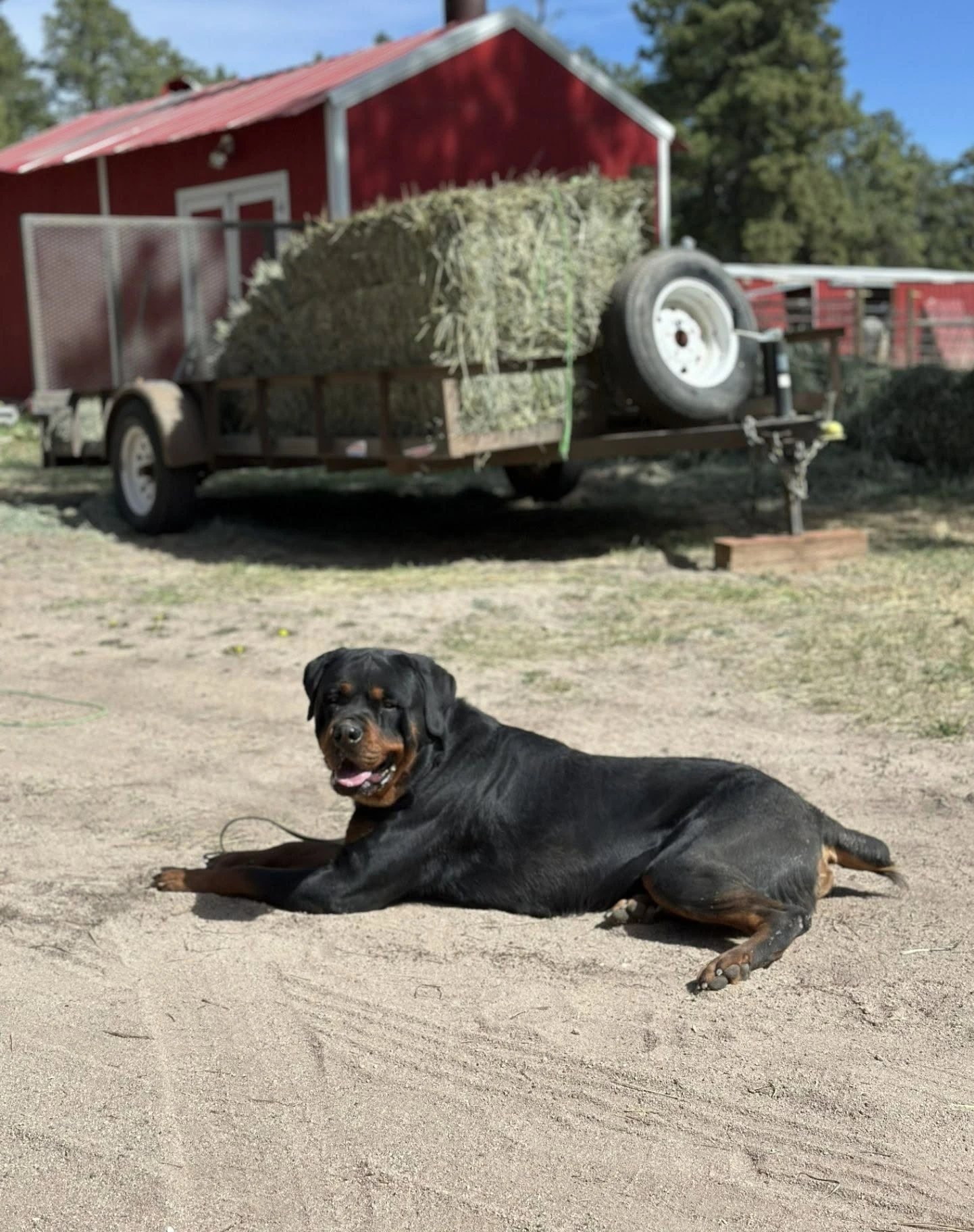 Dog resting near a ranch wagon and red barn structure