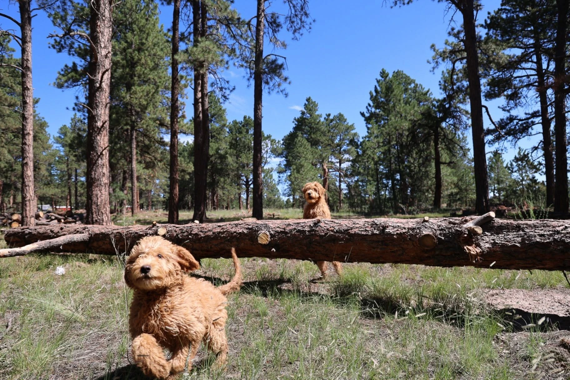Dog standing beside a fallen tree in the pine woods