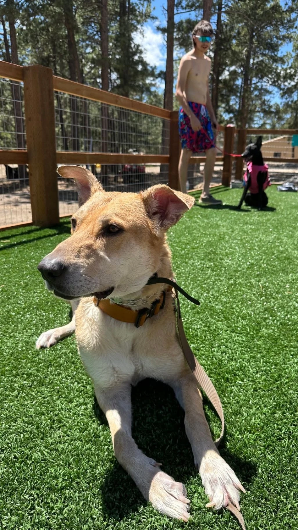 Dog standing in the fenced outdoor activity yard