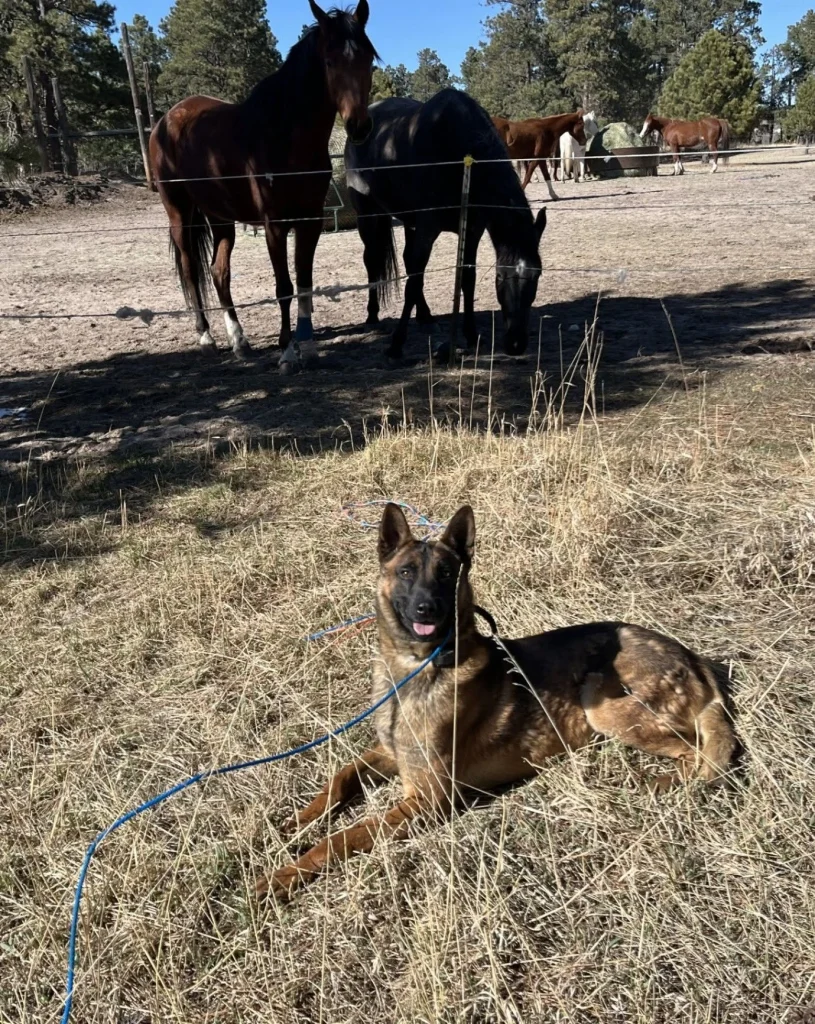 Dog near horses in the open pasture.