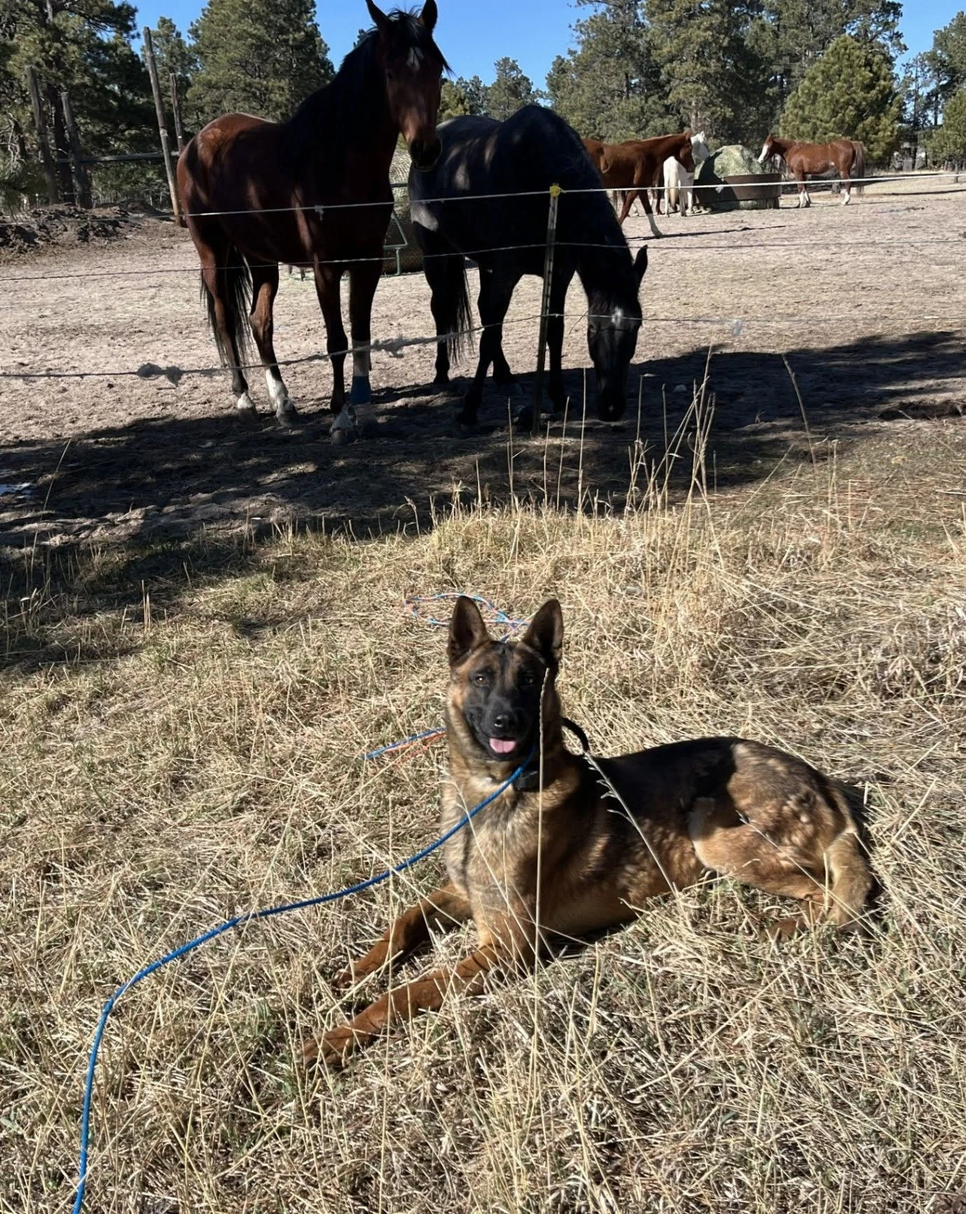 Dog near horses in the open pasture.