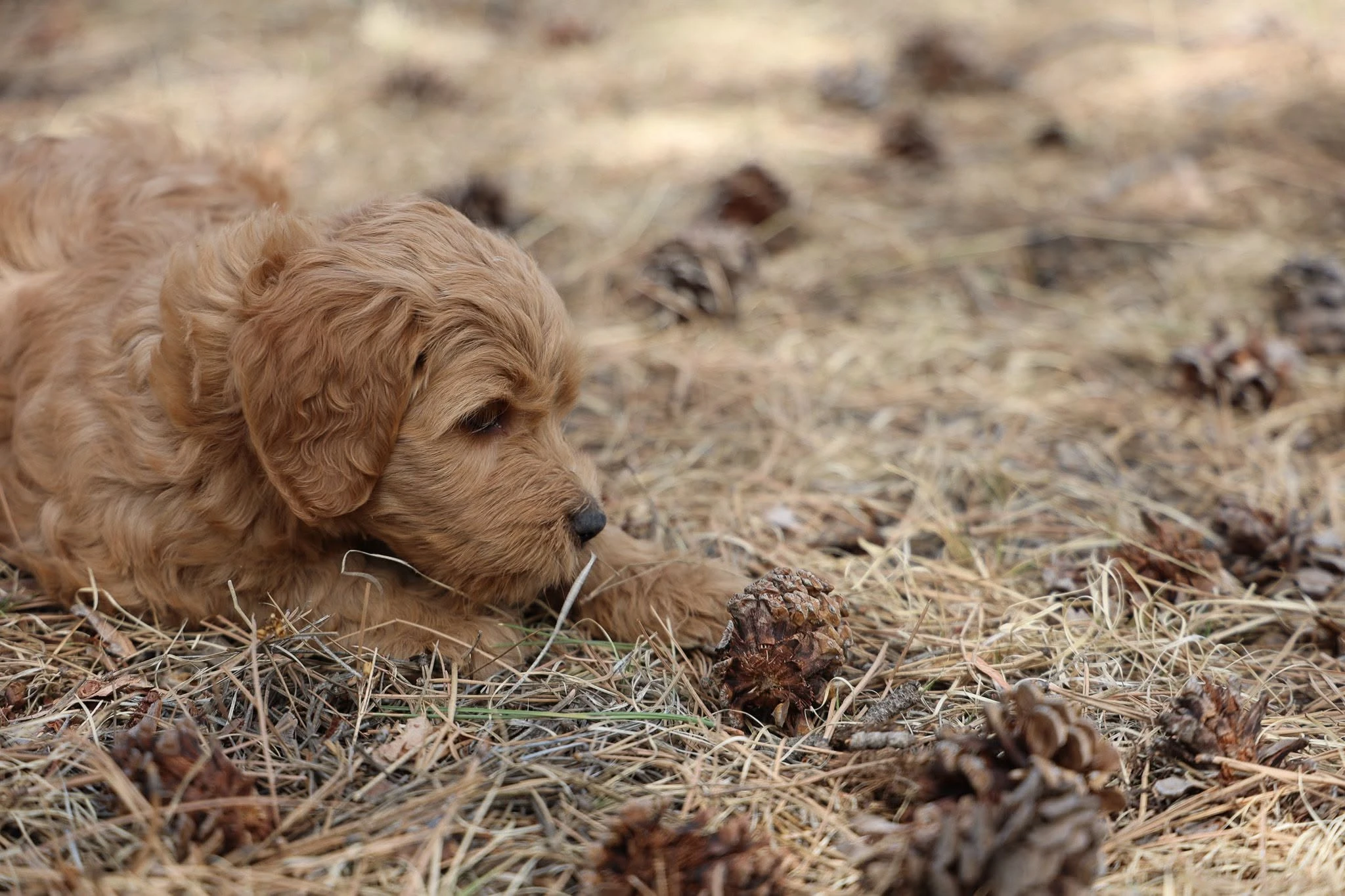 Dog resting in tall grass on the wooded acreage