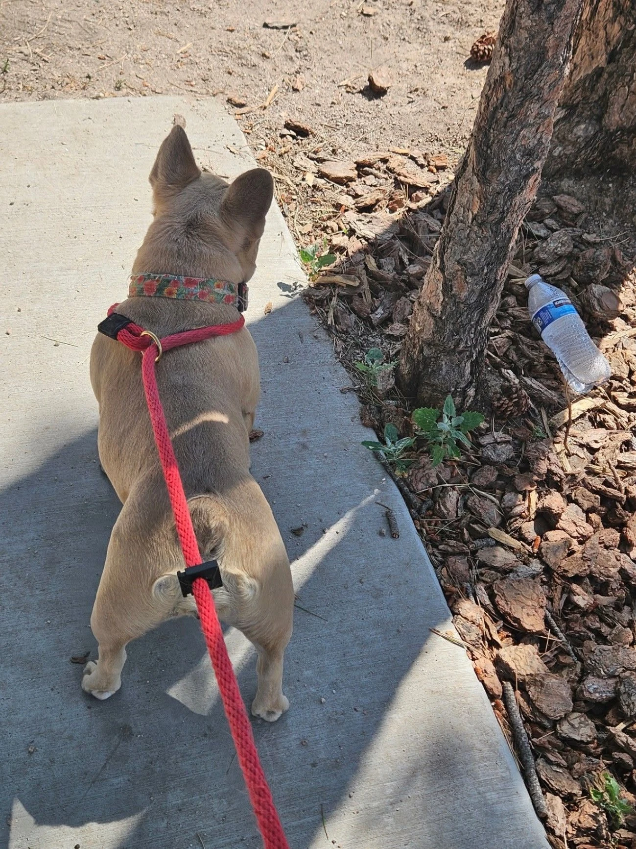 Trainer and dog working at the outdoor training wall.