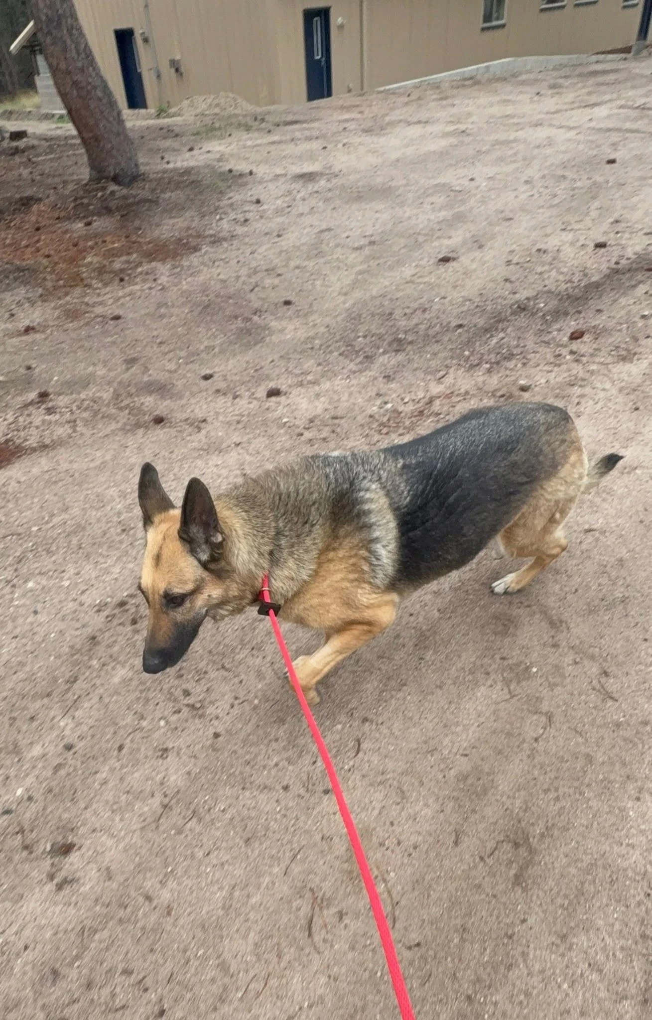Dog practicing obedience on the ranch training field.