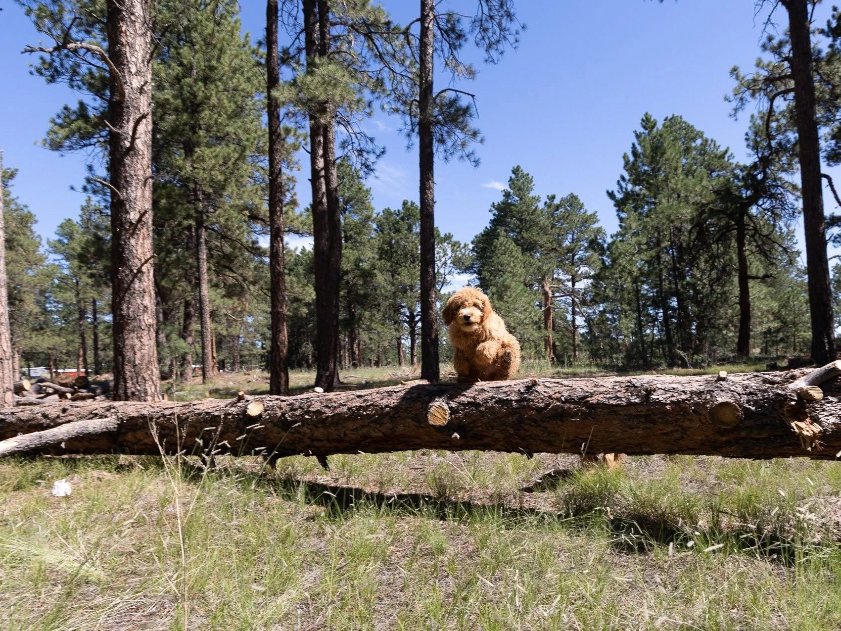 Dog standing on a fallen log in the pine woods