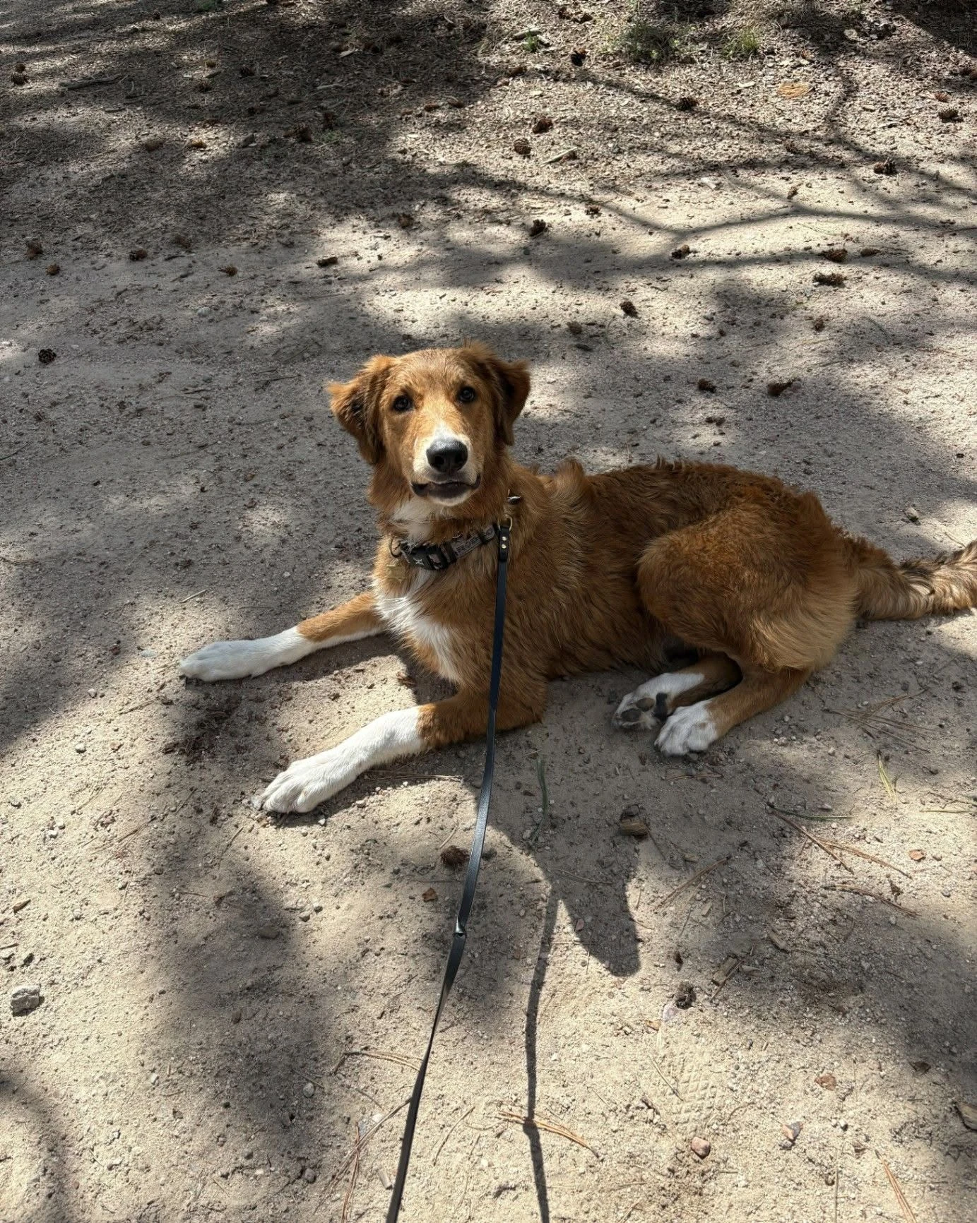 Dog resting on the natural ground of the property