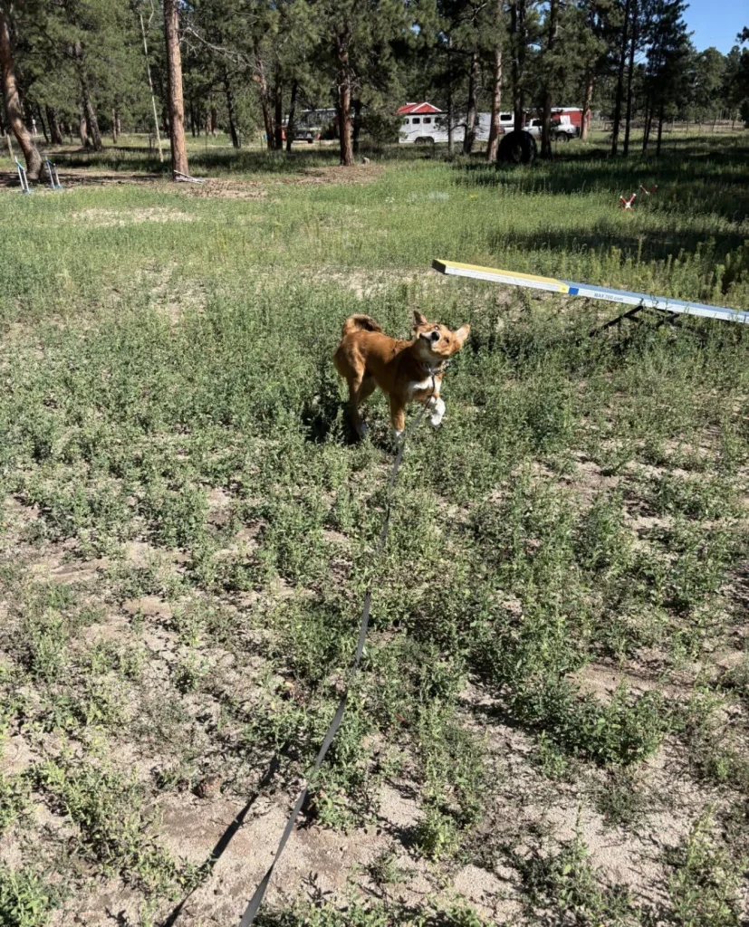 Dog running through an open meadow on Pinnacle K9's property