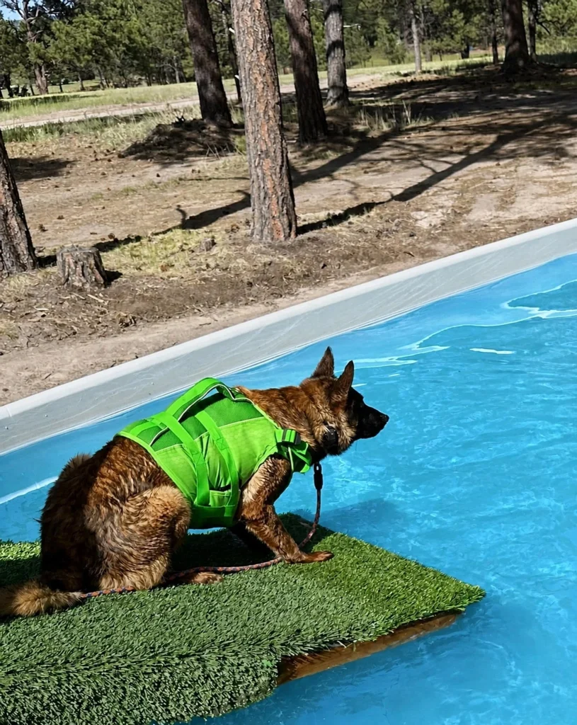 Dog enjoying supervised water play in the pool at Pinnacle K9