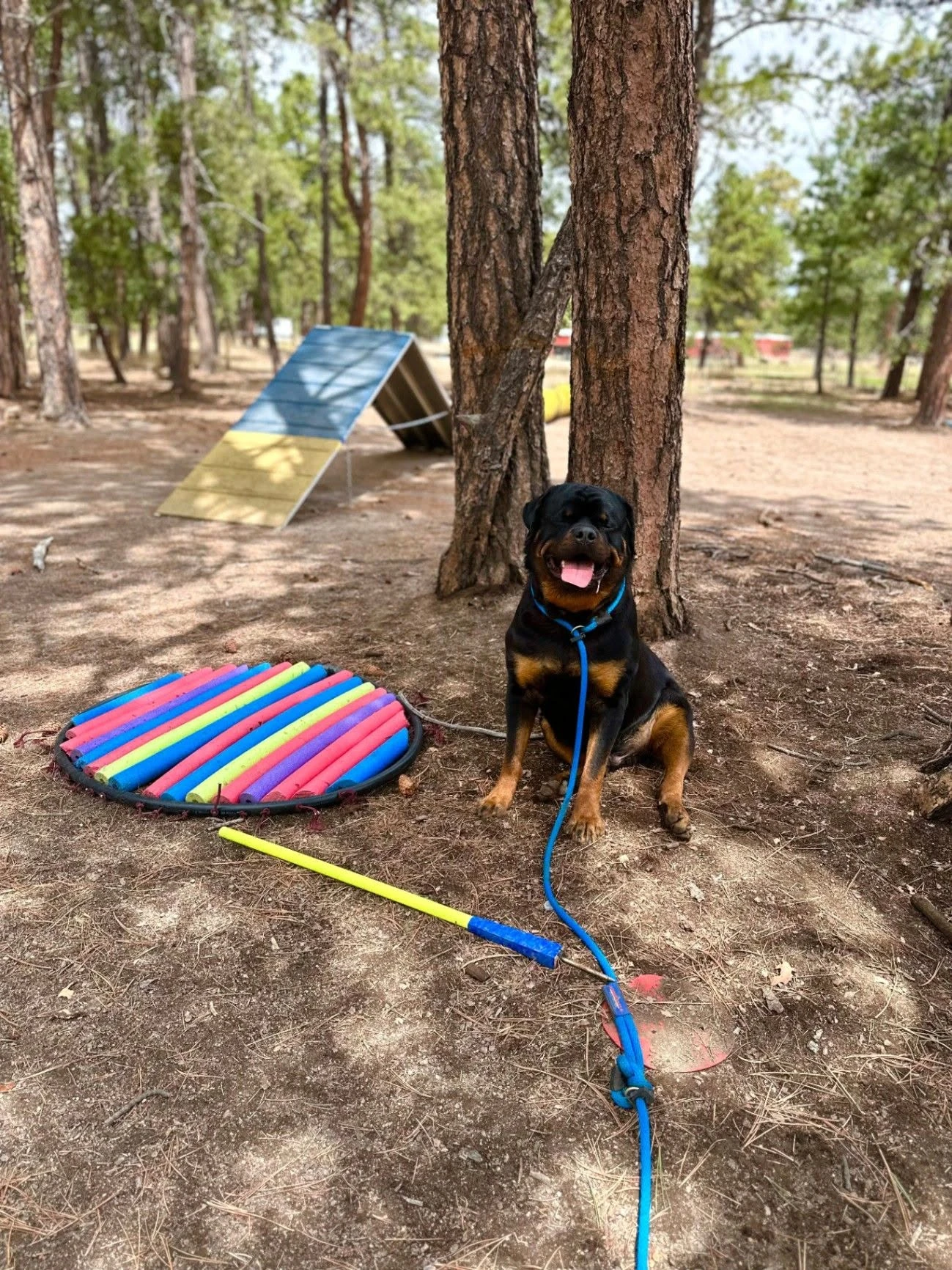 Dog playing with a colorful toy among the pine trees