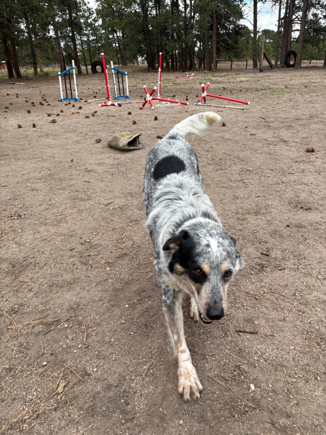 Dog working around outdoor training obstacles.