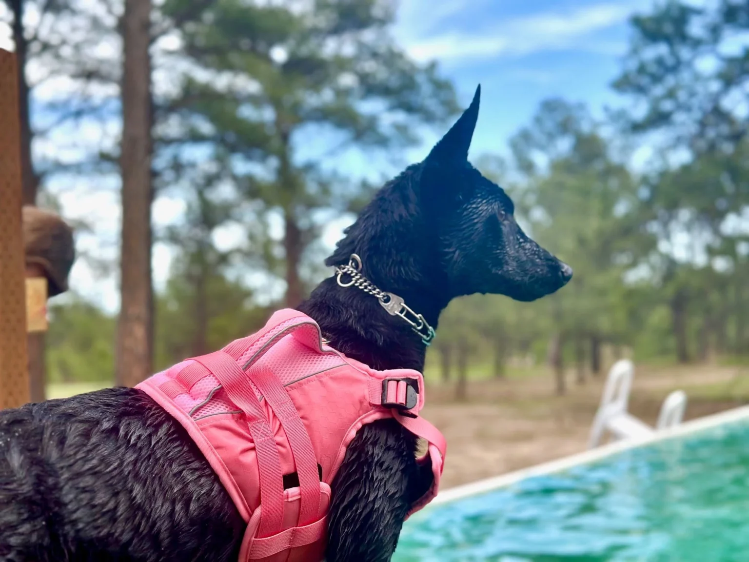 Dog moving through the pine-covered Pinnacle K9 property.