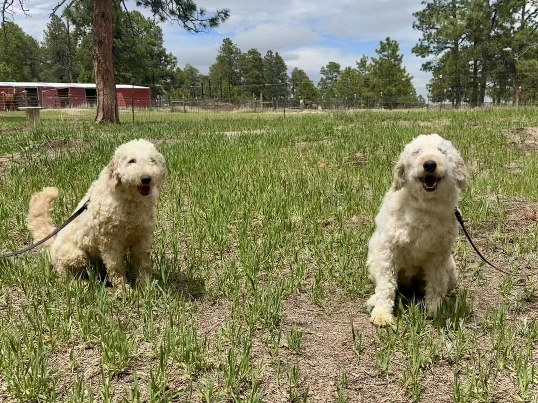 Two dogs standing in an open grassy pasture