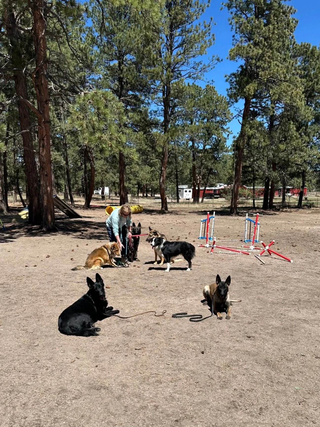 Group of dogs enjoying the wooded property
