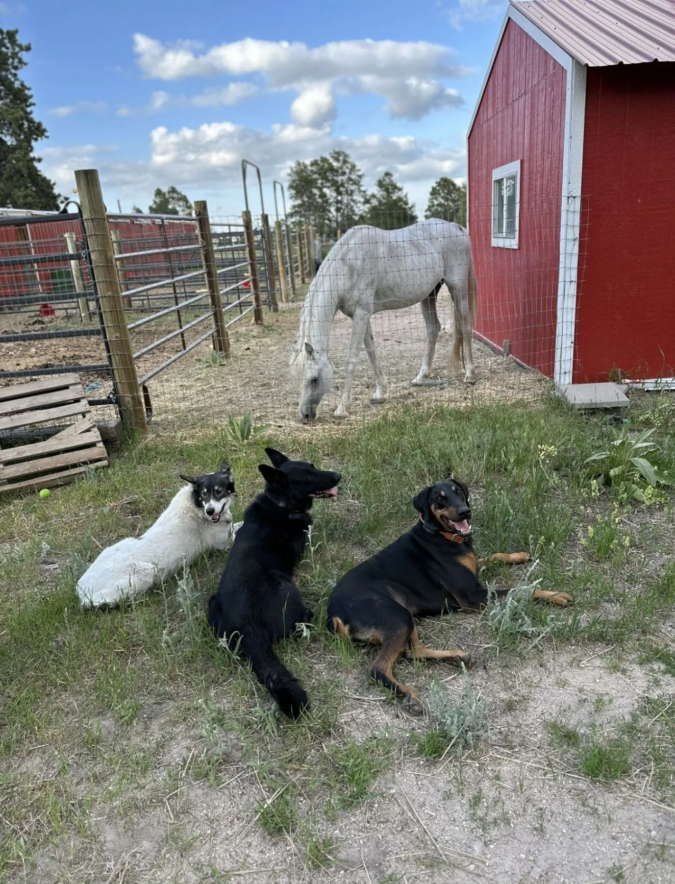 Dogs exploring a fenced ranch area beside a red outbuilding