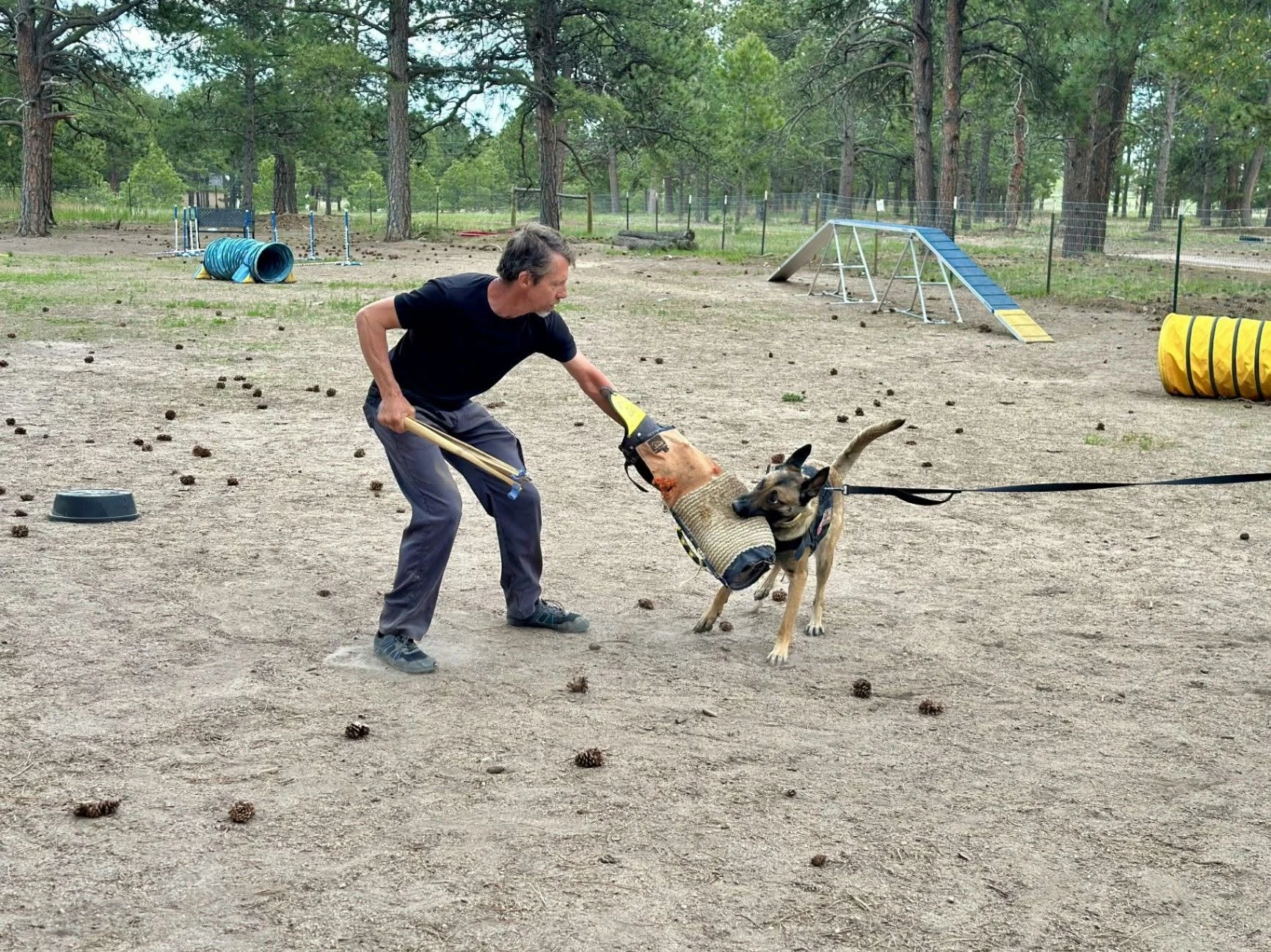 Dog walking on a sandy ranch trail beneath Colorado pines