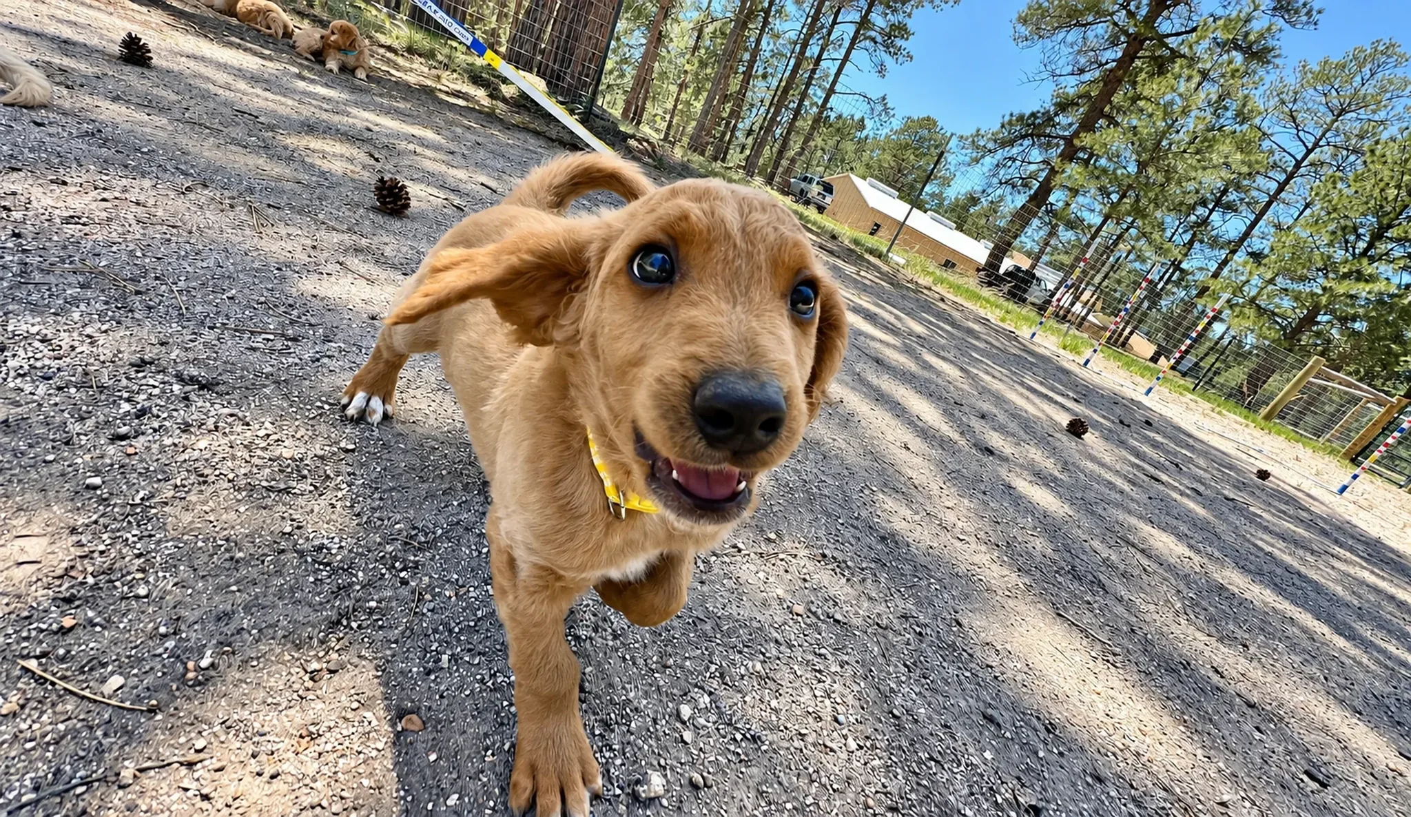 Friendly Dog Close Up at Pinnacle K9.