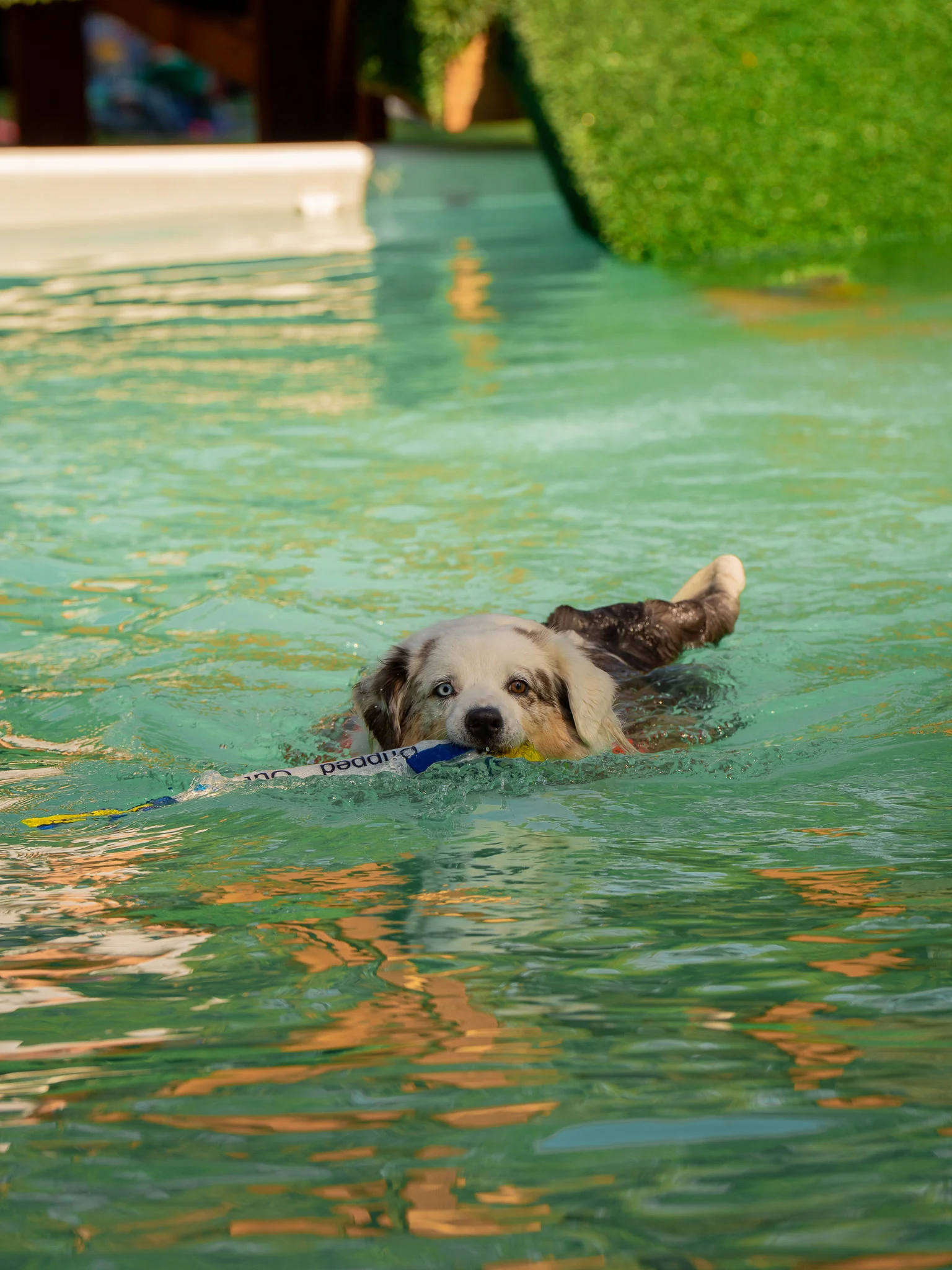 Cream-colored dog swimming with a blue-and-yellow bumper.