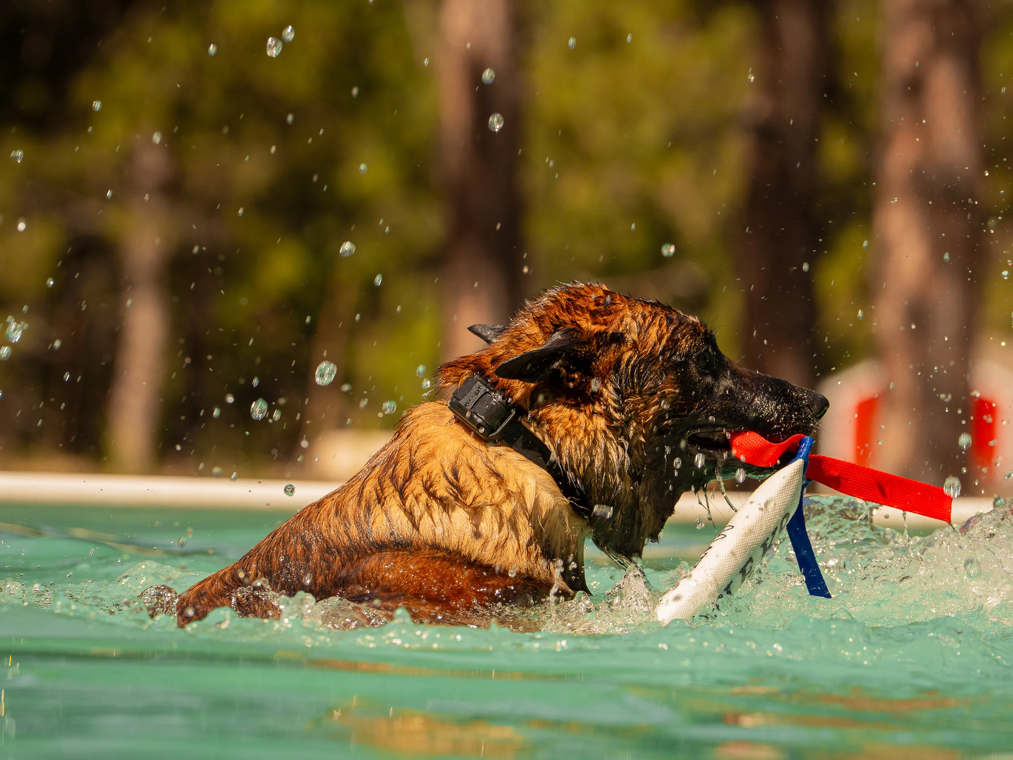 Tan dog retrieving a bumper amid a splash in the pool.