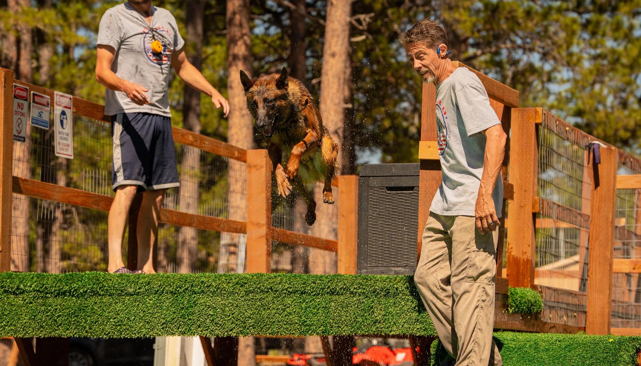 Tan dog jumping from the dock while a handler stands on the ramp.